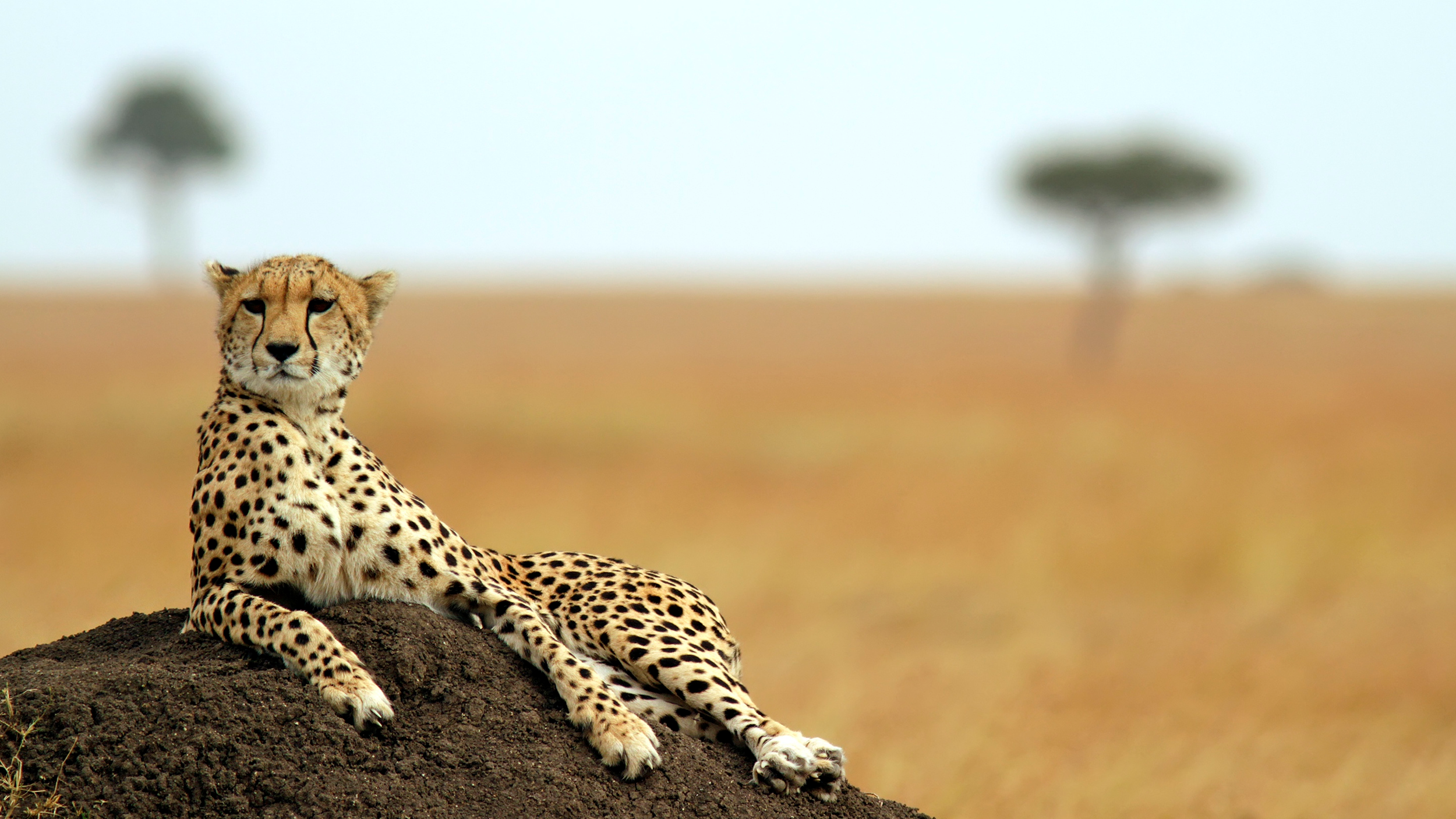 Virtually Africa: Wildlife and Adventure Awaits